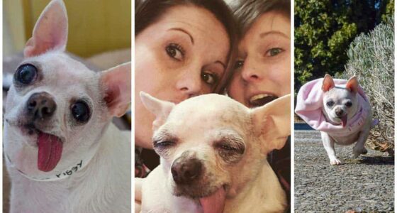 Fairy Tail Ending for a Princess Chihuahua