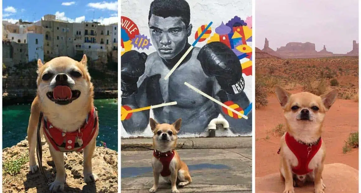 Follow the adventures of a tiny Italian chihuahua who loves unusual places