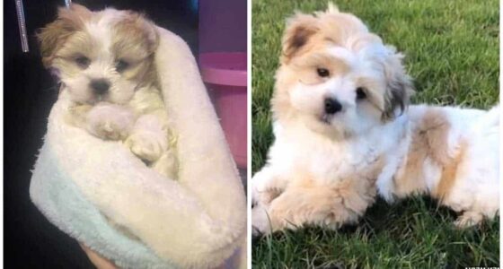 Heartbroken owner of missing puppy gets a message from a stranger saying they ve found the dog but WONOT give it back