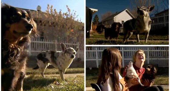 Hero Dachshund Saves His Smaller Dog Buddy from a Mountain Lion Attack