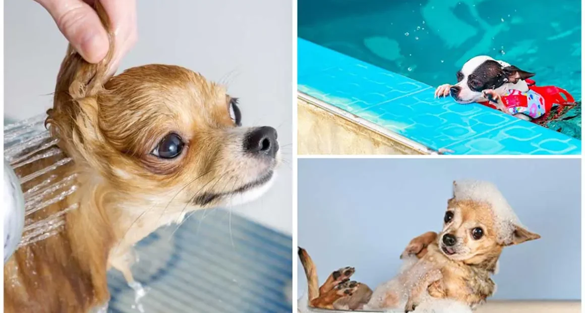 How Often Should You Bathe your Chihuahua? - Chihuacorner.com