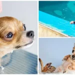 How Often Should You Bathe Your Chihuahua?