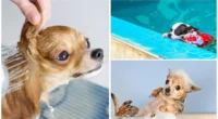 How Often Should You Bathe your Chihuahua? - Chihuacorner.com