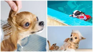 Read more about the article How Often Should You Bathe Your Chihuahua?