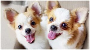 Read more about the article How To Massage Your Chihuahua