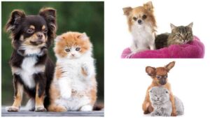 Read more about the article How to Introduce Your Chihuahua to a Kitten