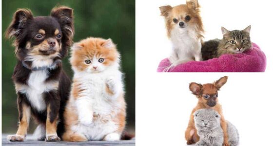 How to Introduce Your Chihuahua to a Kitten