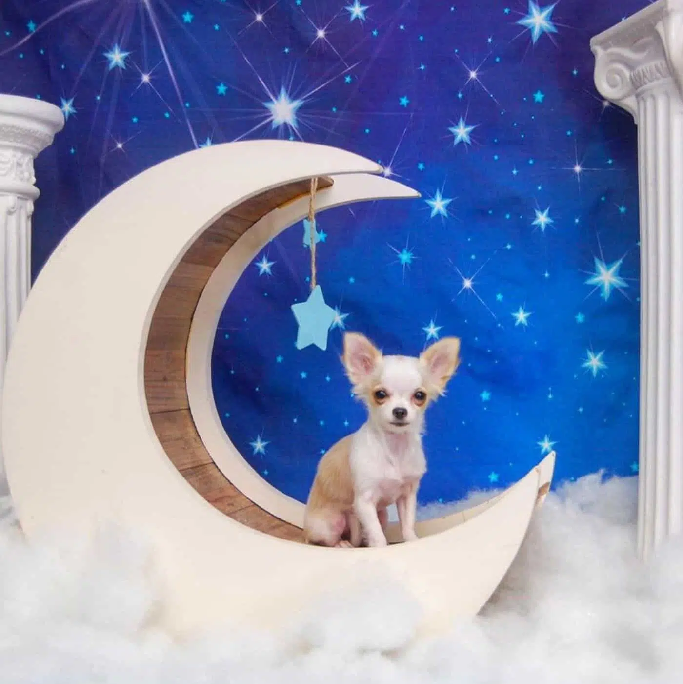 This Philly Pet Fashion Designer and his Five Chihuahuas 9 KX3RCN2YHJGY5ETDJSRFKQ5KSM