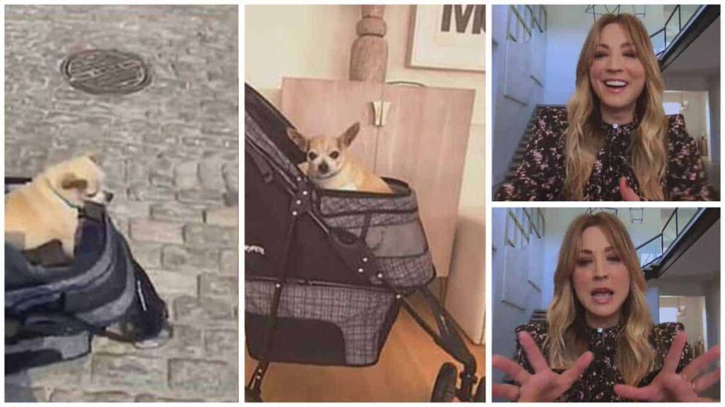 Kaley Cuoco's Sir Dump Truck Chi Steals Her Press Attention