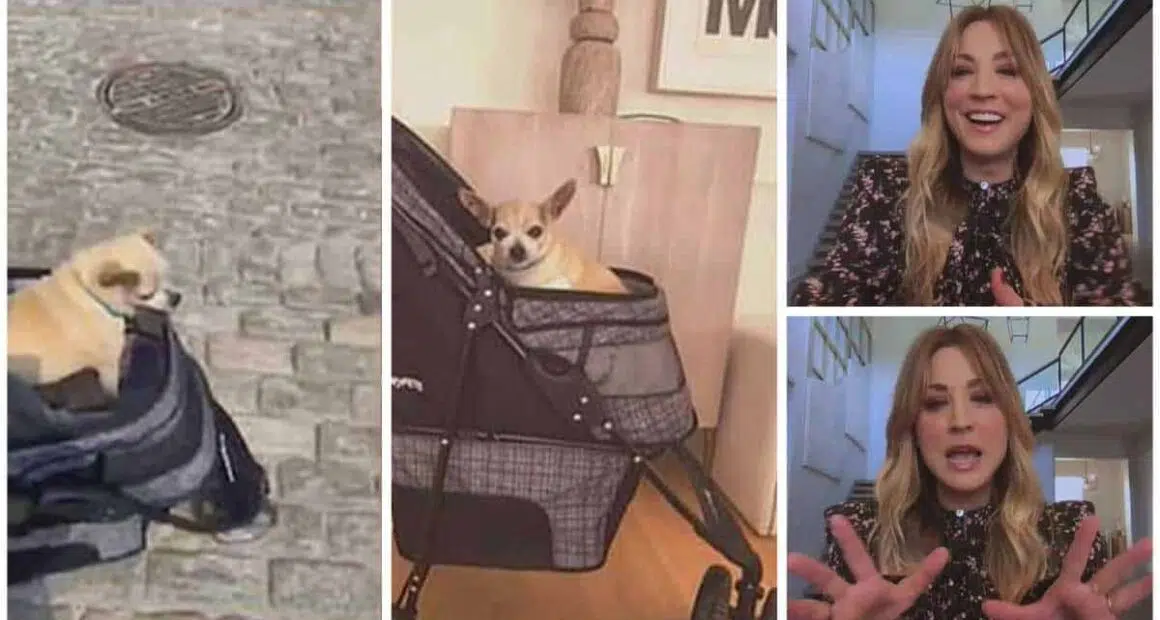 Kaley Cuoco jokes about being jealous of elderly chihuahua Sir Dump Truck stealing press attention