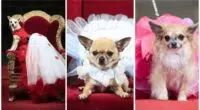 Little dogs dressed as large characters for Furbabies Expo
