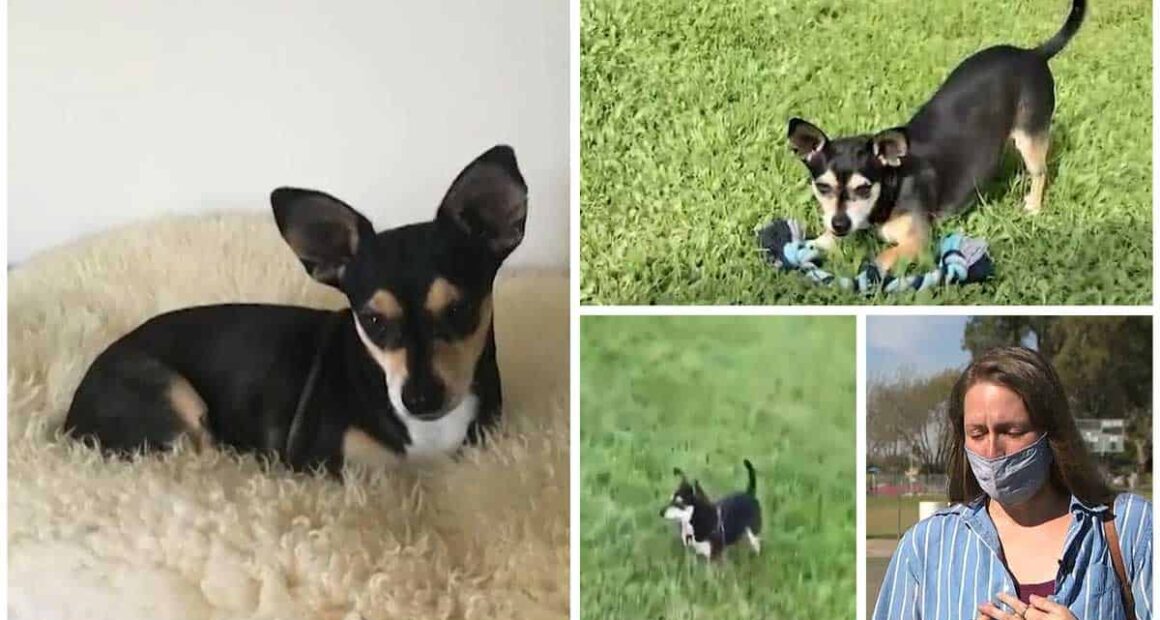 Woman’s Chi Held for Ransom Later Found Dead at the Local Park