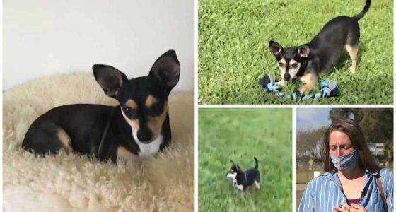 Local womans dog held for ransom later found dead at the local park