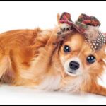 Chihuahua Shedding: How Much Do Chihuahuas Shed?