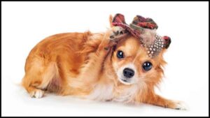 Read more about the article Long Haired Chihuahua Haircuts: Grooming Guide