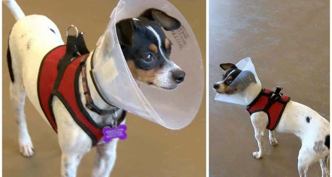Meet Smores a lovable Chihuahua mix who needs your help