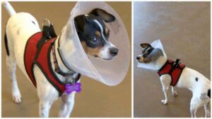 Read more about the article Smores, the Lovable Chihuahua Mix