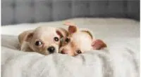 NEWBORN PUPPIES CRYING COMMON REASONS AND SOLUTIONS 1
