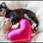 Tips For Your First Night With Your Chihuahua Puppy