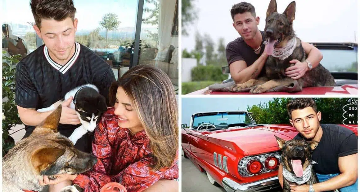 Nick Jonas Jokes He and Priyanka Would Be Proud If Their 3 Dogs Became More Famous Than Us
