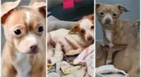 Over 60 Chihuahuas Rescued in Time to Find Homes For International Chihuahua Appreciation Day