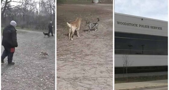 Pet owners on alert in Woodstock after chihuahua dies from a drug overdose