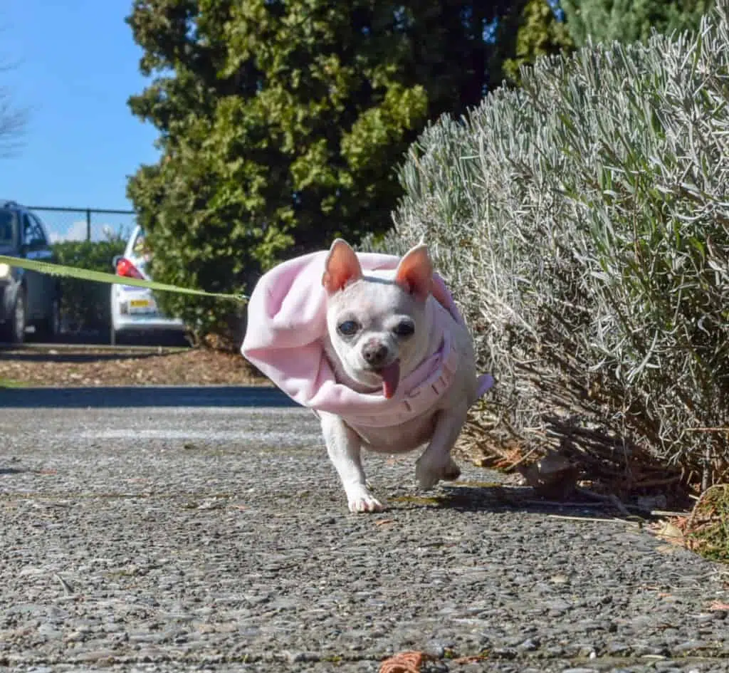 Princess Piggy on a walk 1024x945 1