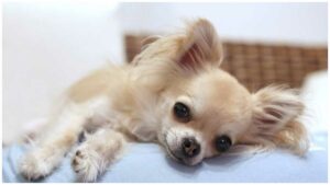 Read more about the article Six Ways Your Chihuahua Could Pick Up Worms