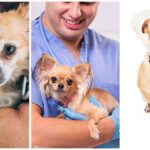 What Chihuahuas Think During Surgery