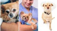Thinking about Your Chihuahua After Medical procedure Surgery