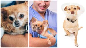 Read more about the article What Chihuahuas Think During Surgery