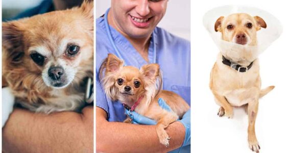 Thinking about Your Chihuahua After Medical procedure Surgery