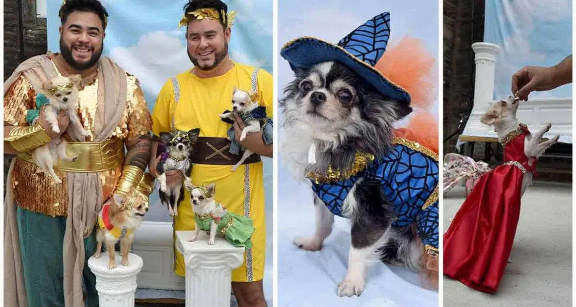This Philly pet fashion designer is a fur dad to five Chihuahuas