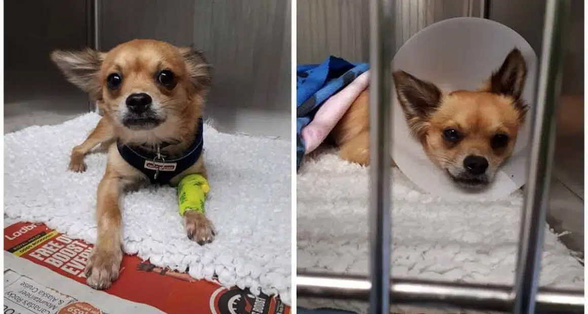 Timmy the Salvage Chihuahua Ricochets Back After Medical procedure