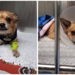 Timmy the Salvage Chihuahua Recovers Fully