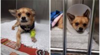 Timmy the Salvage Chihuahua Ricochets Back After Medical procedure