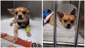 Read more about the article Timmy the Salvage Chihuahua Recovers Fully