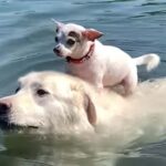 Dog Swims While Carrying Chihuahua (Video)