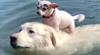 Dog Swims While Carrying Chihuahua (Video) 2 Untitled 1