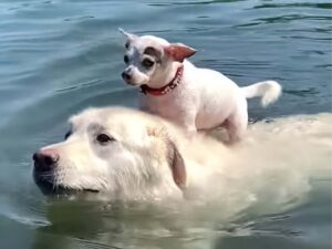 Read more about the article Dog Swims While Carrying Chihuahua (Video)