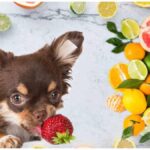 Vitamin C For Chihuahuas: Is It Necessary?