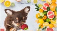 Vitamin C For chihuahua Is It Necessary
