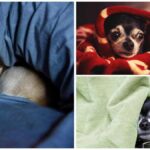 Why Do Chihuahuas Like To Sleep Under The Covers?