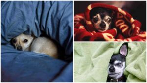 Read more about the article Why Do Chihuahuas Like To Sleep Under The Covers?