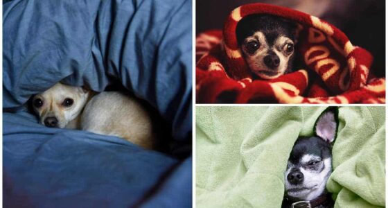 Why Does My Dog Like To Sleep Under The Covers