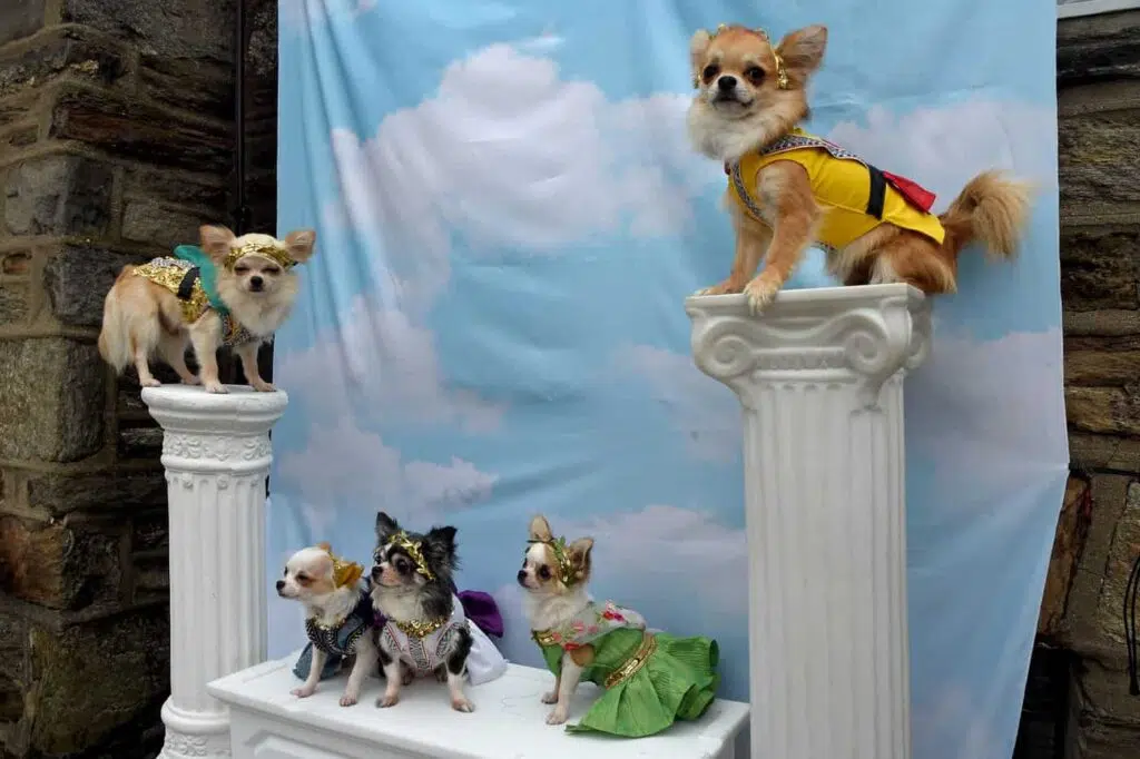 chihuahua fashoin show