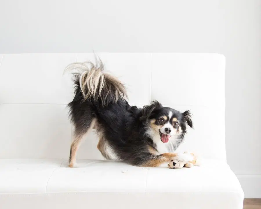 chihuahua playing with ball