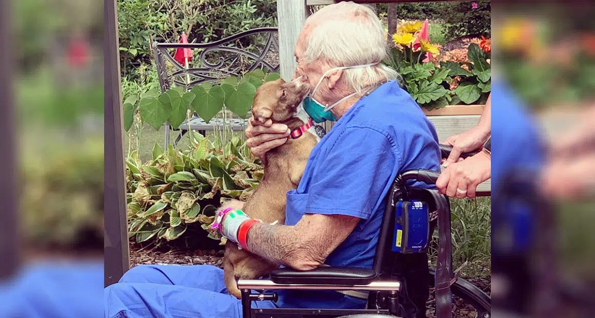 Chihuahua Saved Veteran Who Suffered a Stroke - Chihuacorner.com