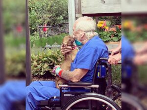 Read more about the article Chihuahua Saved Veteran Who Suffered a Stroke