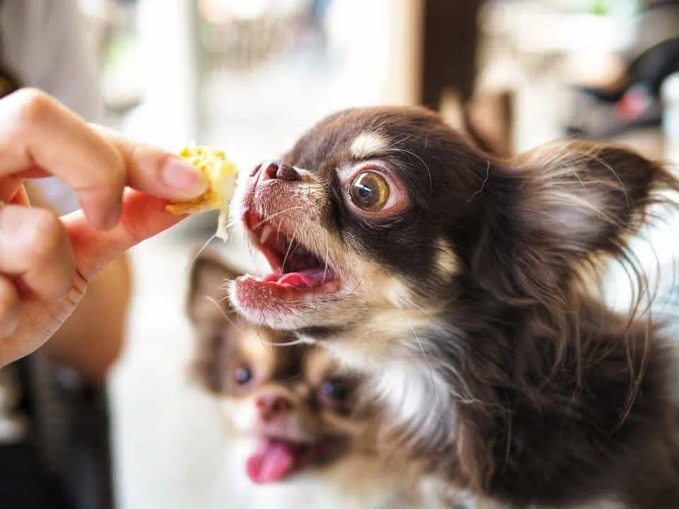 feeding chihuahua puppy